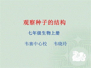 观察种子的结构实验.ppt