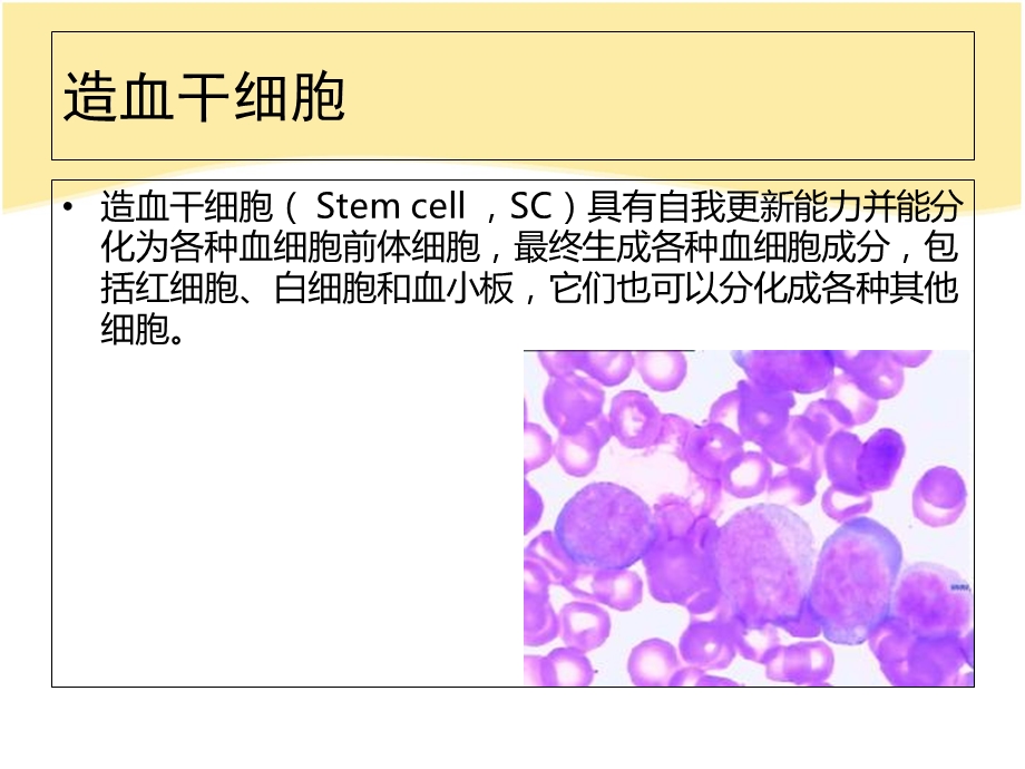 造血干细胞应用进展.ppt_第2页