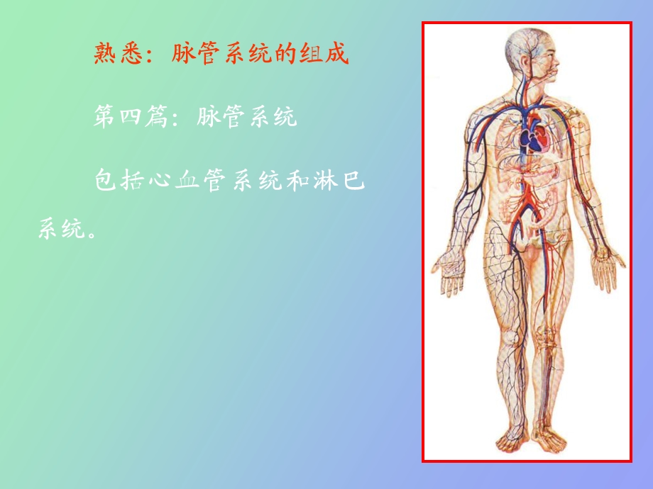 解剖学心动脉.ppt_第1页