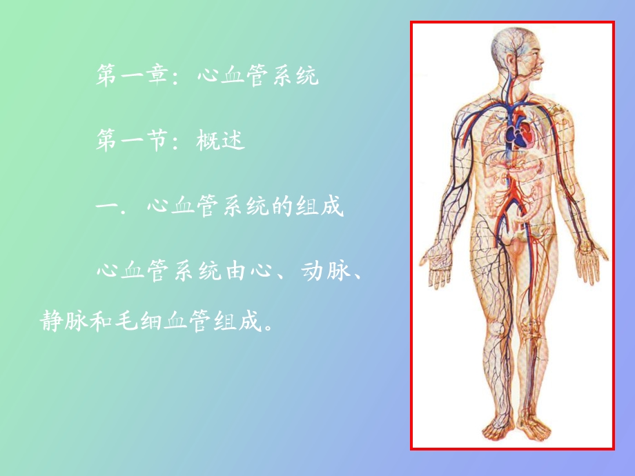 解剖学心动脉.ppt_第2页