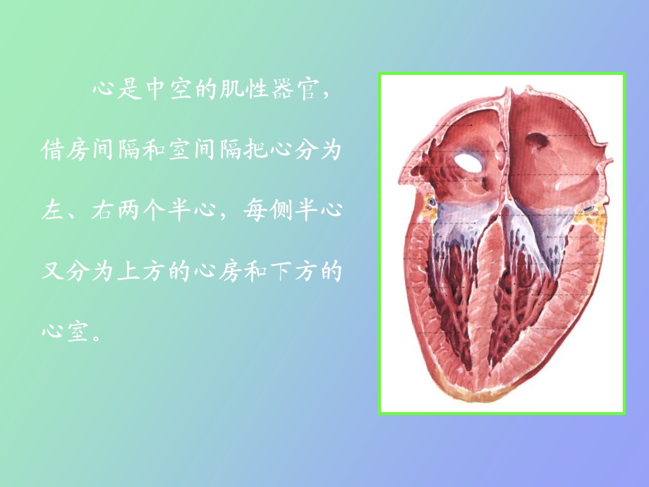 解剖学心动脉.ppt_第3页