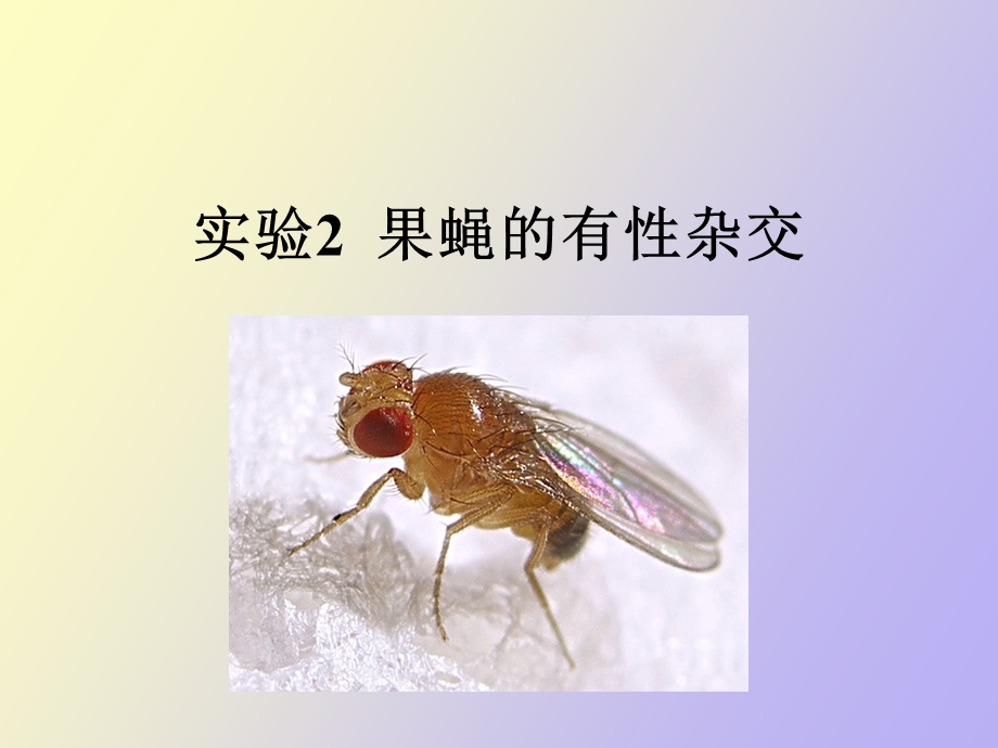 果蝇的有性杂交.ppt_第1页