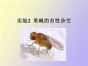 果蝇的有性杂交.ppt