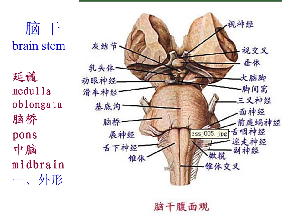 脑干、小脑、间脑.ppt_第3页