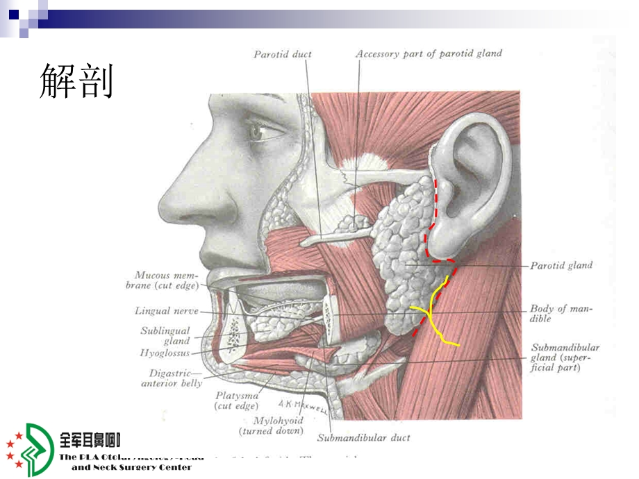 耳鼻喉科医生做腮腺手术yasu.ppt_第3页