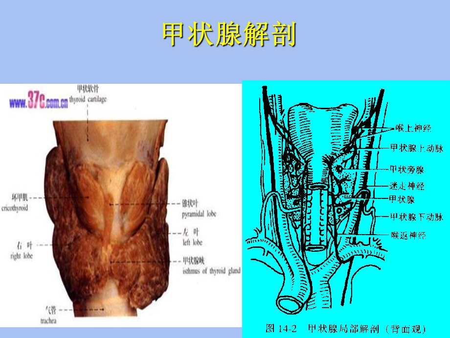 颈部疾病护理.ppt_第2页