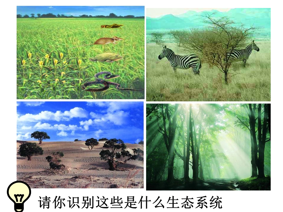 多种多样的生态系统2课件20张.ppt_第3页