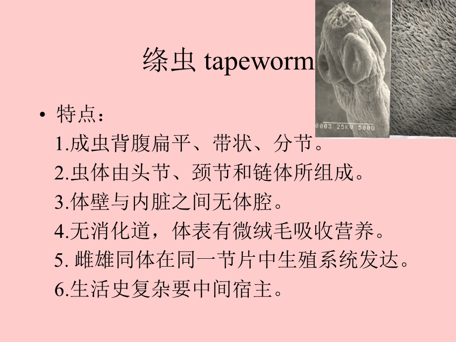 绦虫tapeworm.ppt_第1页