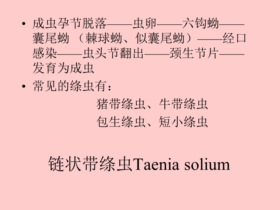 绦虫tapeworm.ppt_第2页