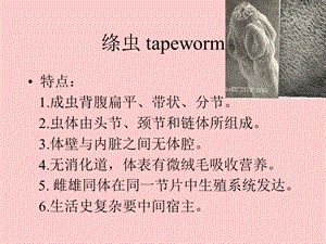 绦虫tapeworm.ppt