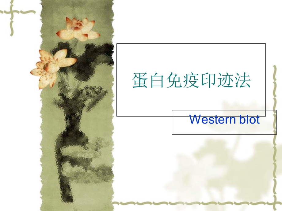 蛋白免疫印迹法Westernblot原理及步骤.ppt_第1页