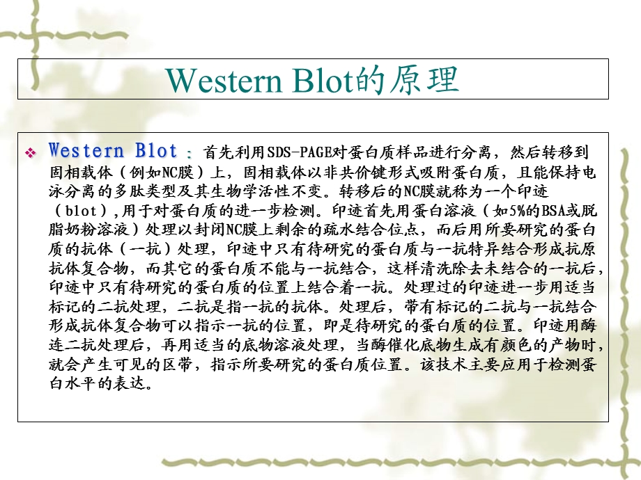 蛋白免疫印迹法Westernblot原理及步骤.ppt_第2页