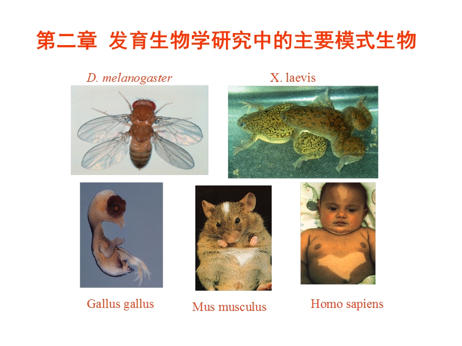 发育生物学中模式生物.ppt_第1页