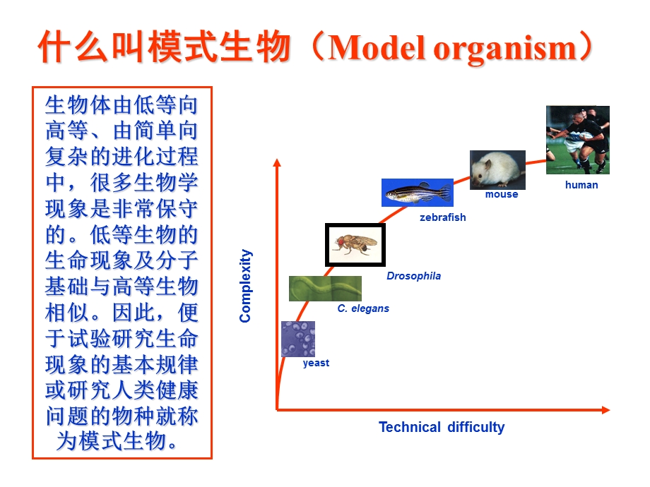 发育生物学中模式生物.ppt_第2页