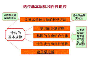 遗传基本规律和伴性遗传(赵).ppt