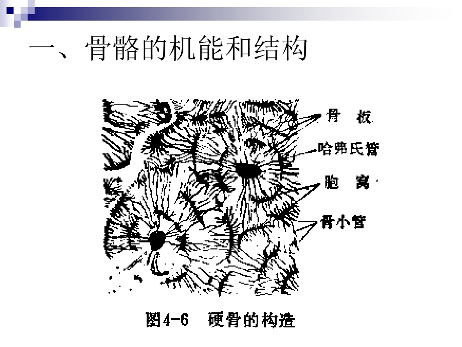 脊椎动物比较解剖学骨骼.ppt_第3页