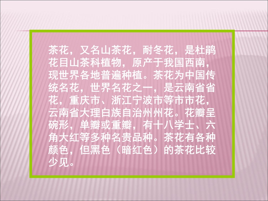 非常少见的黑色茶花.ppt_第2页