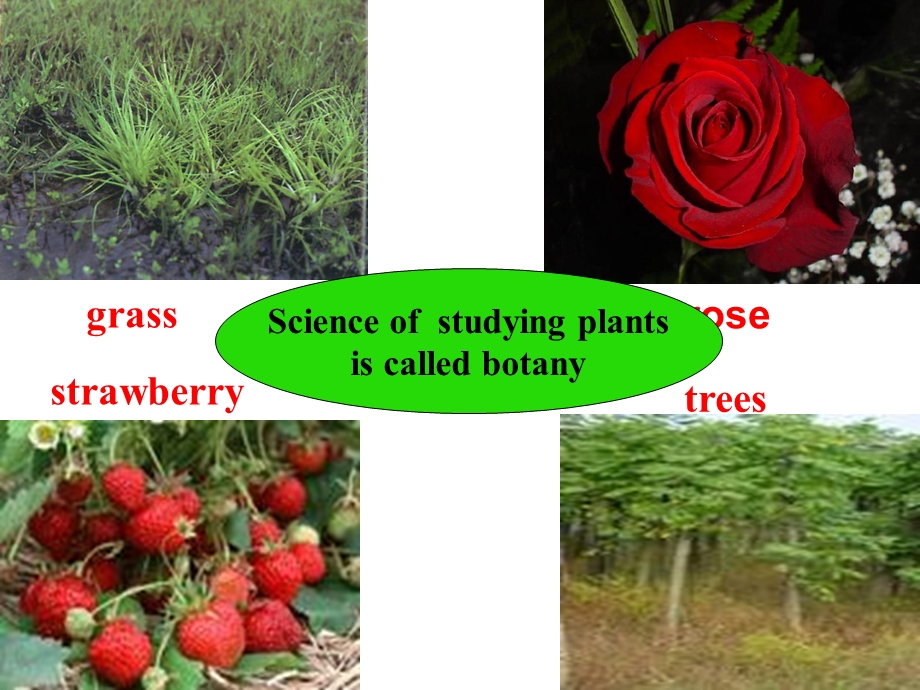 高三英语课件：上学期unit4Greenworld.ppt_第2页