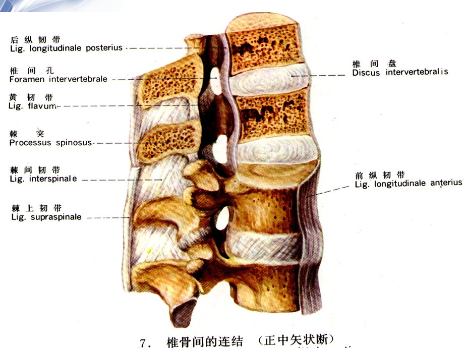 腰椎影像解剖及常见病变.ppt_第2页