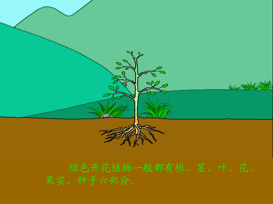 青岛版小学科学四年级上册《植物的身体》.ppt_第2页