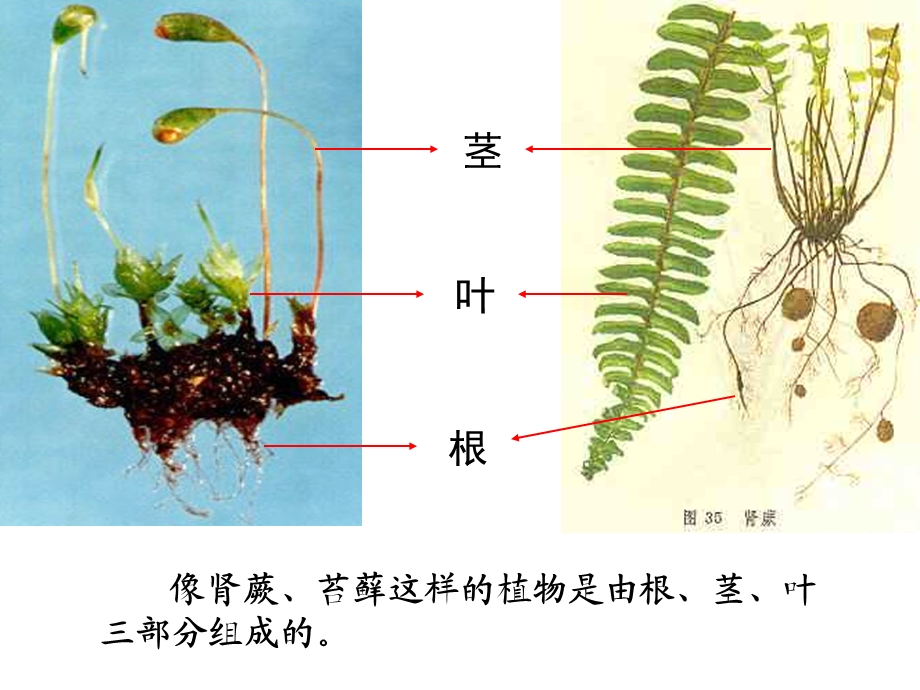 青岛版小学科学四年级上册《植物的身体》.ppt_第3页