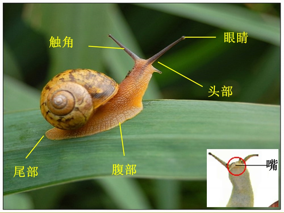 非常好的教科版科学身体的结构.ppt_第2页