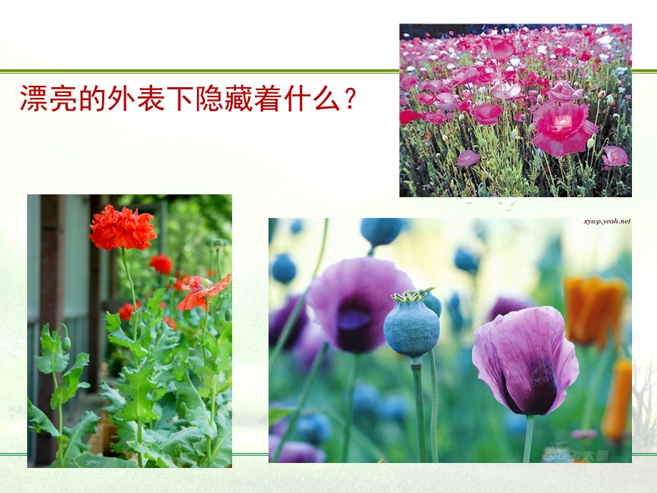 酒店禁毒课件.ppt_第1页