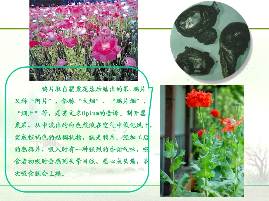 酒店禁毒课件.ppt_第2页