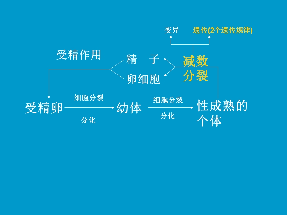 高等动物的生命历程.ppt_第3页