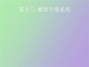 雌性生殖系统.ppt