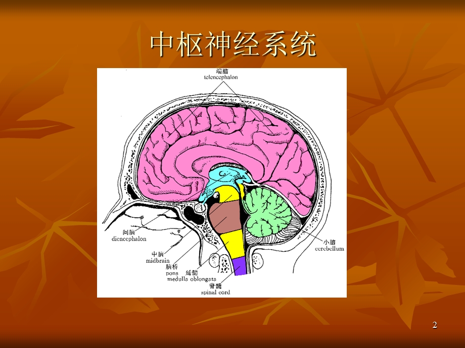 脊髓炎的护理查房PPT课件.ppt_第2页