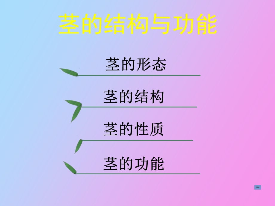 茎的结构与功能.ppt_第2页