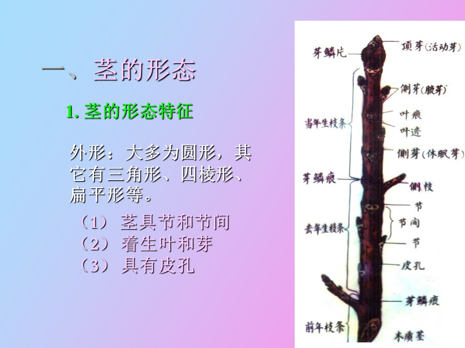 茎的结构与功能.ppt_第3页