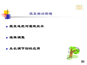 蔬菜的田间管理(浇水、施肥、植株调整).ppt