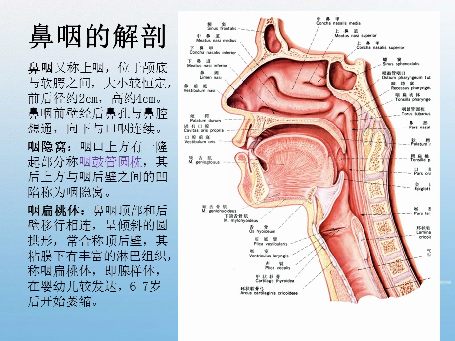 鼻咽部纤维血管瘤.ppt_第2页