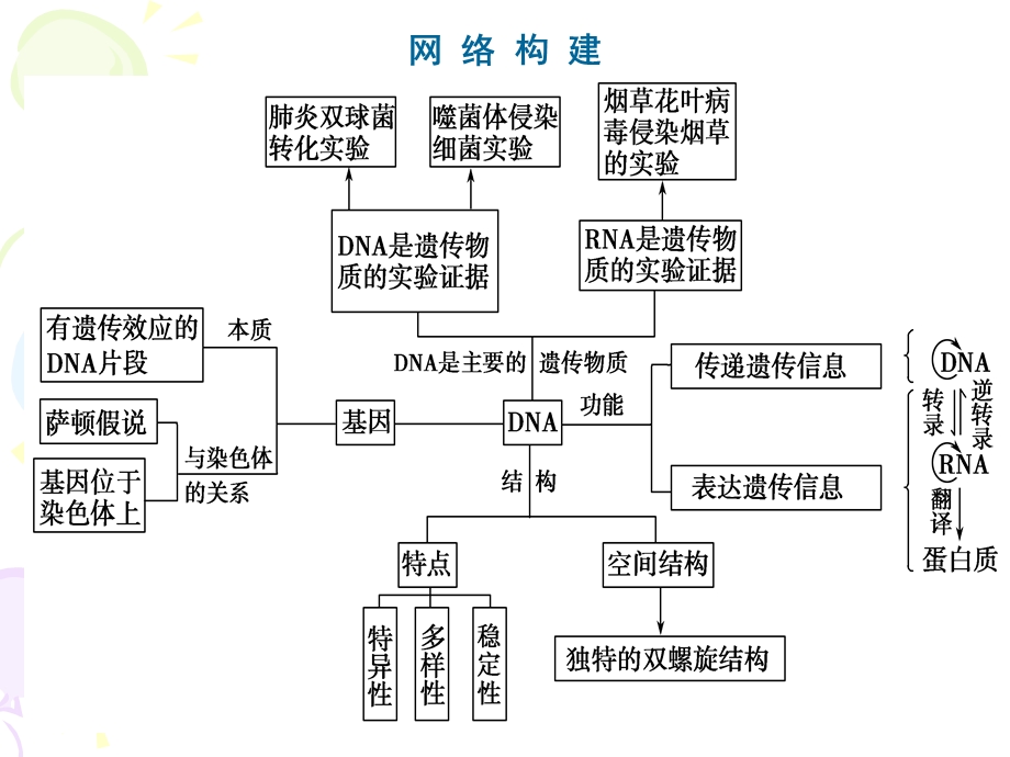 高三生物二轮专题复习遗传的分子基础.ppt_第2页