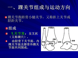 踝关节与足运动学.ppt