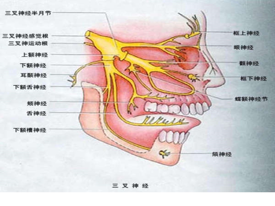 叉神经痛患者的护理定.ppt_第2页