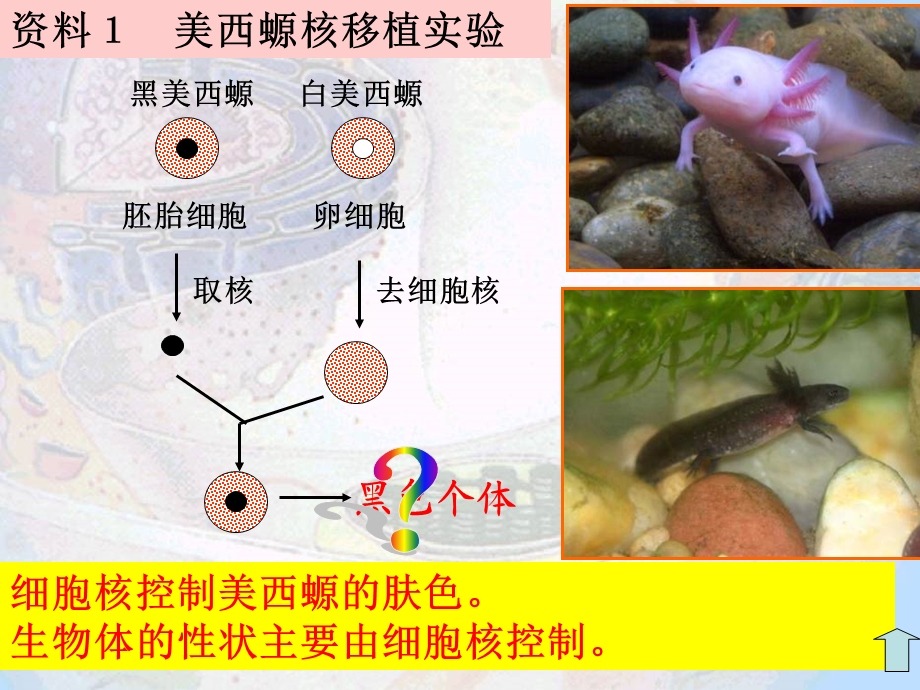 高一生物细胞核2.ppt_第3页