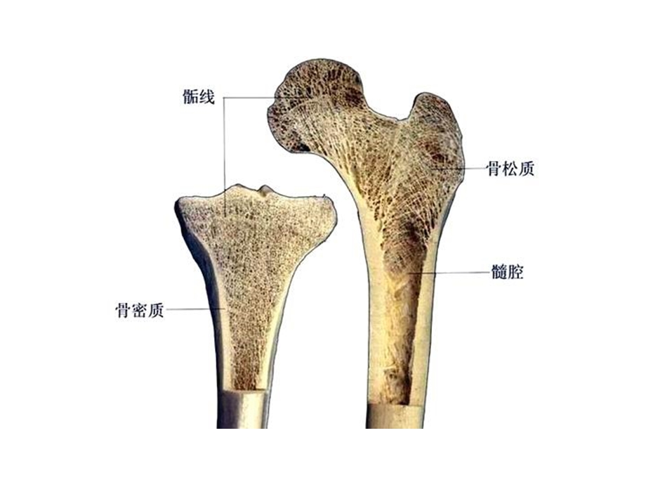 精美人体解剖学图谱.ppt_第3页