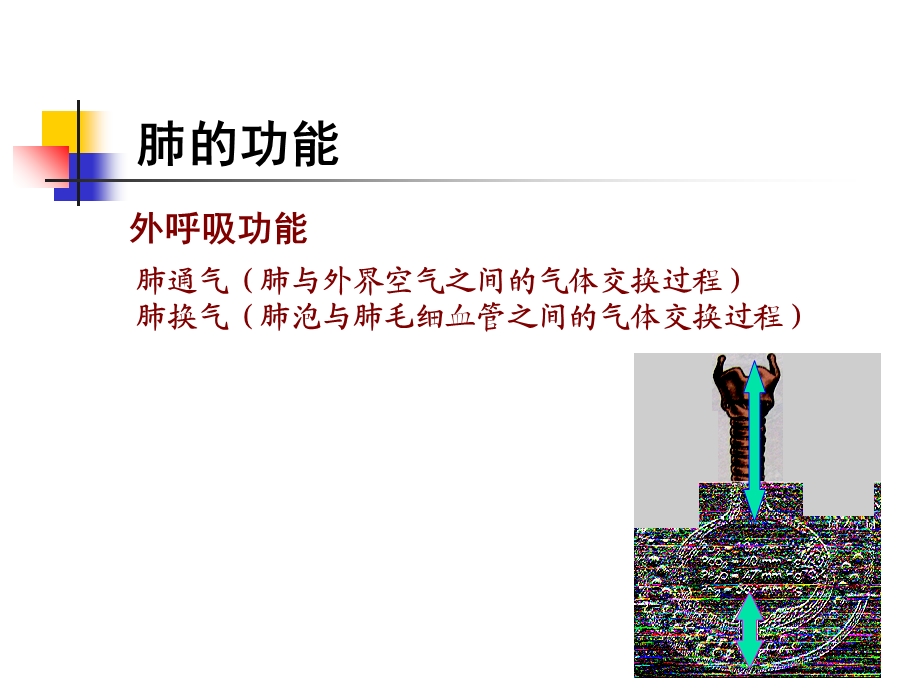 肺功能不全(本科).ppt_第2页