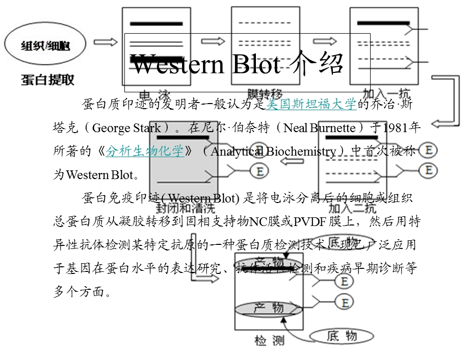 蛋白质印迹法westernblot应用介绍.ppt_第3页