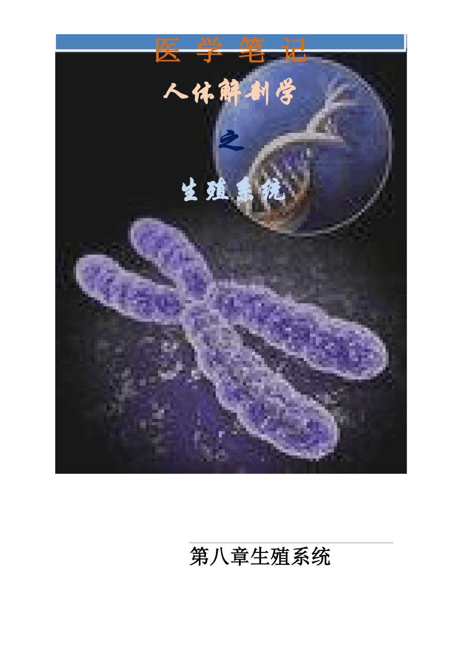 医学笔记：人体解剖学之生殖系统.docx_第1页