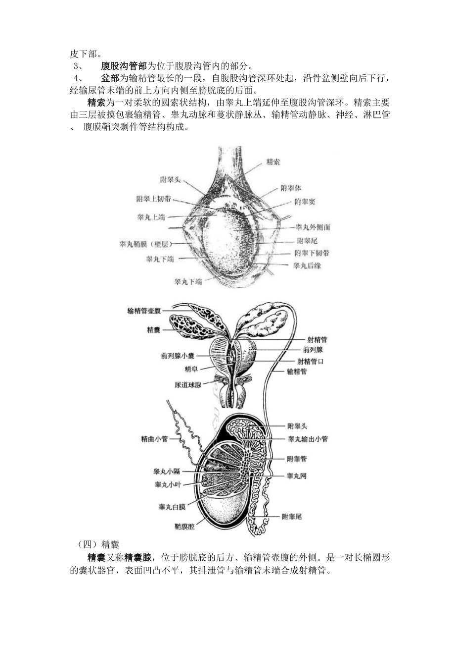 医学笔记：人体解剖学之生殖系统.docx_第3页