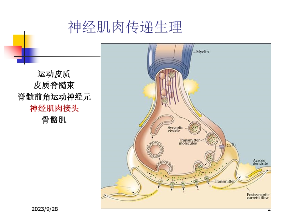 肌松药监测和残余.ppt_第2页