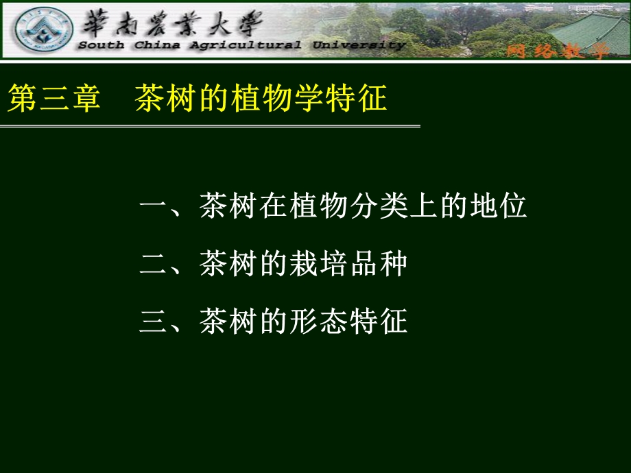 茶树的植物学特征.ppt_第3页