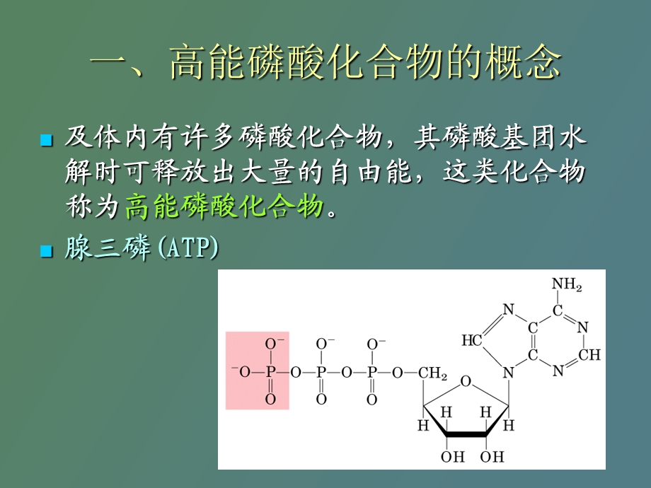 高能磷酸化合物.ppt_第2页