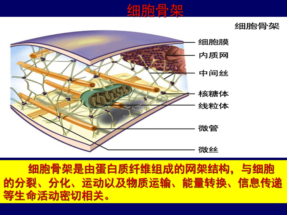 观察叶绿体和线粒体的实验.ppt_第2页