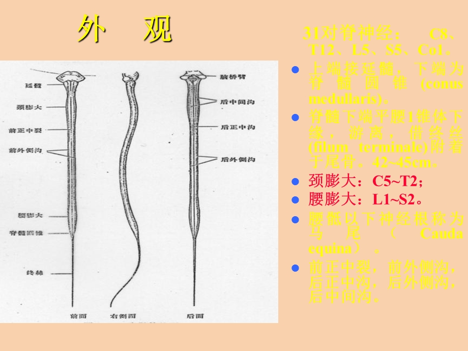 脊髓疾病医大.ppt_第3页