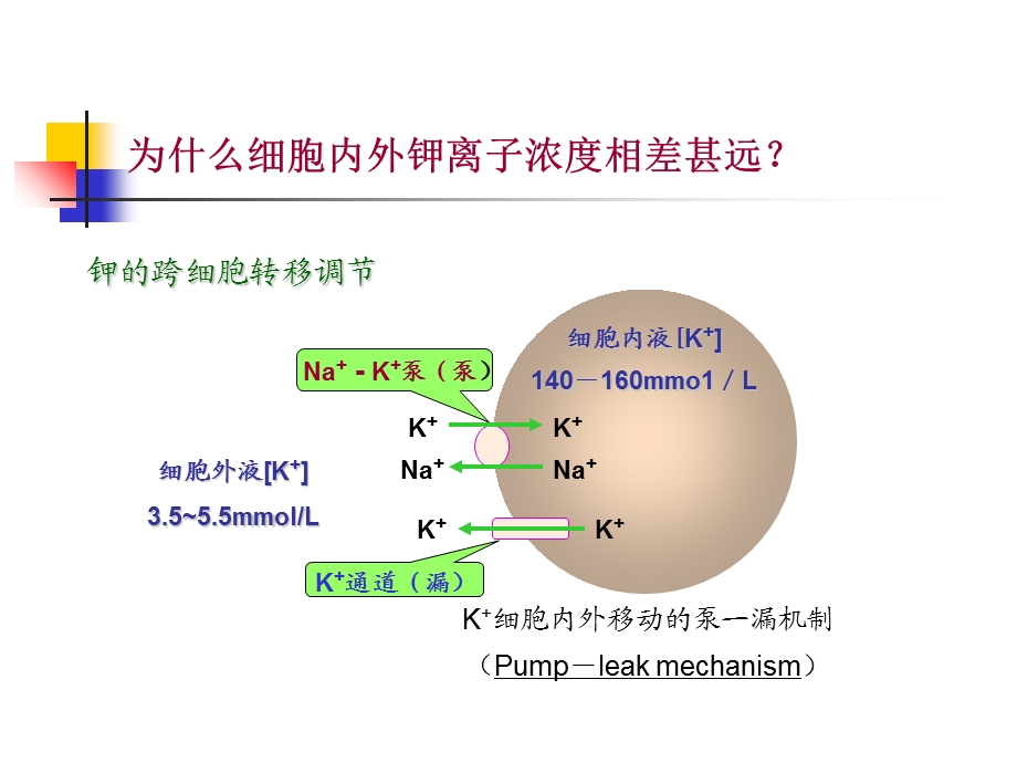 钾代谢及钾代谢障碍.ppt_第3页